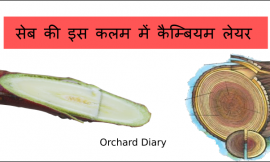 लकड़ी की संरचना | Structure of Wood / Timber