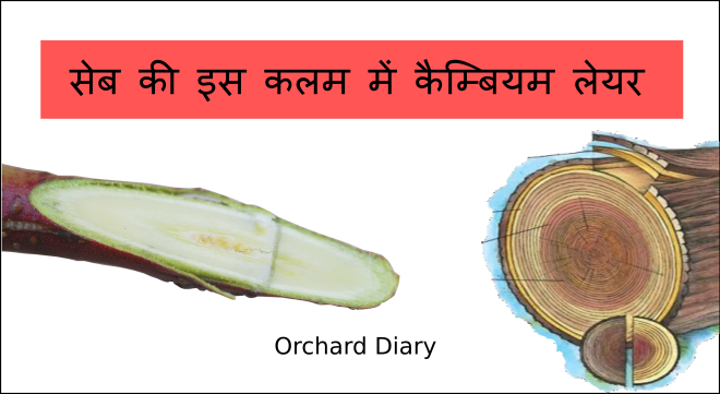 Read more about the article लकड़ी की संरचना | Structure of Wood / Timber