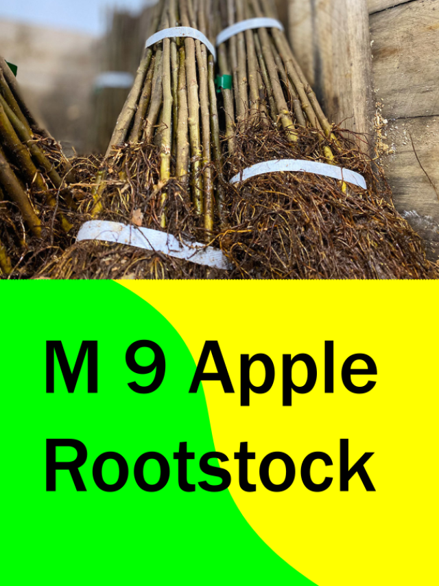 Read more about the article M9 Rootstock