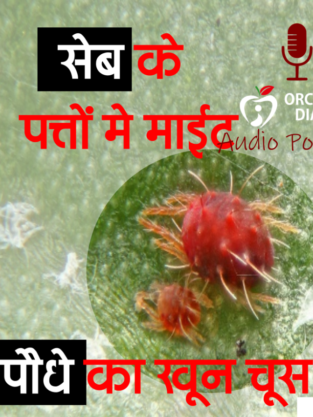 Read more about the article माईट की मकड़ी | Mites Spider